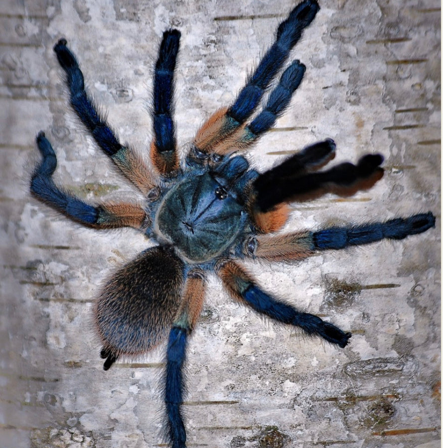 Monocentropus Balfouri (Socotra Island Blue Baboon)