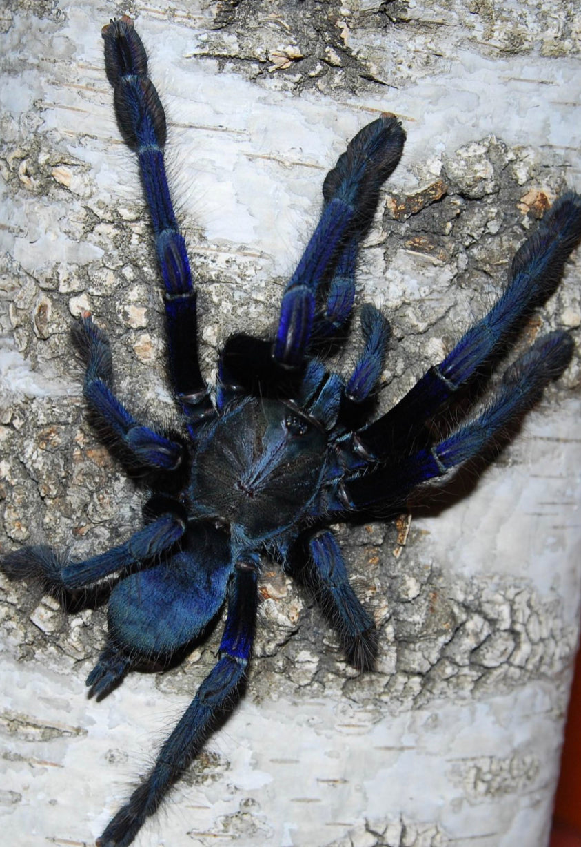Omothymus Violaceopes (Singapore Blue)