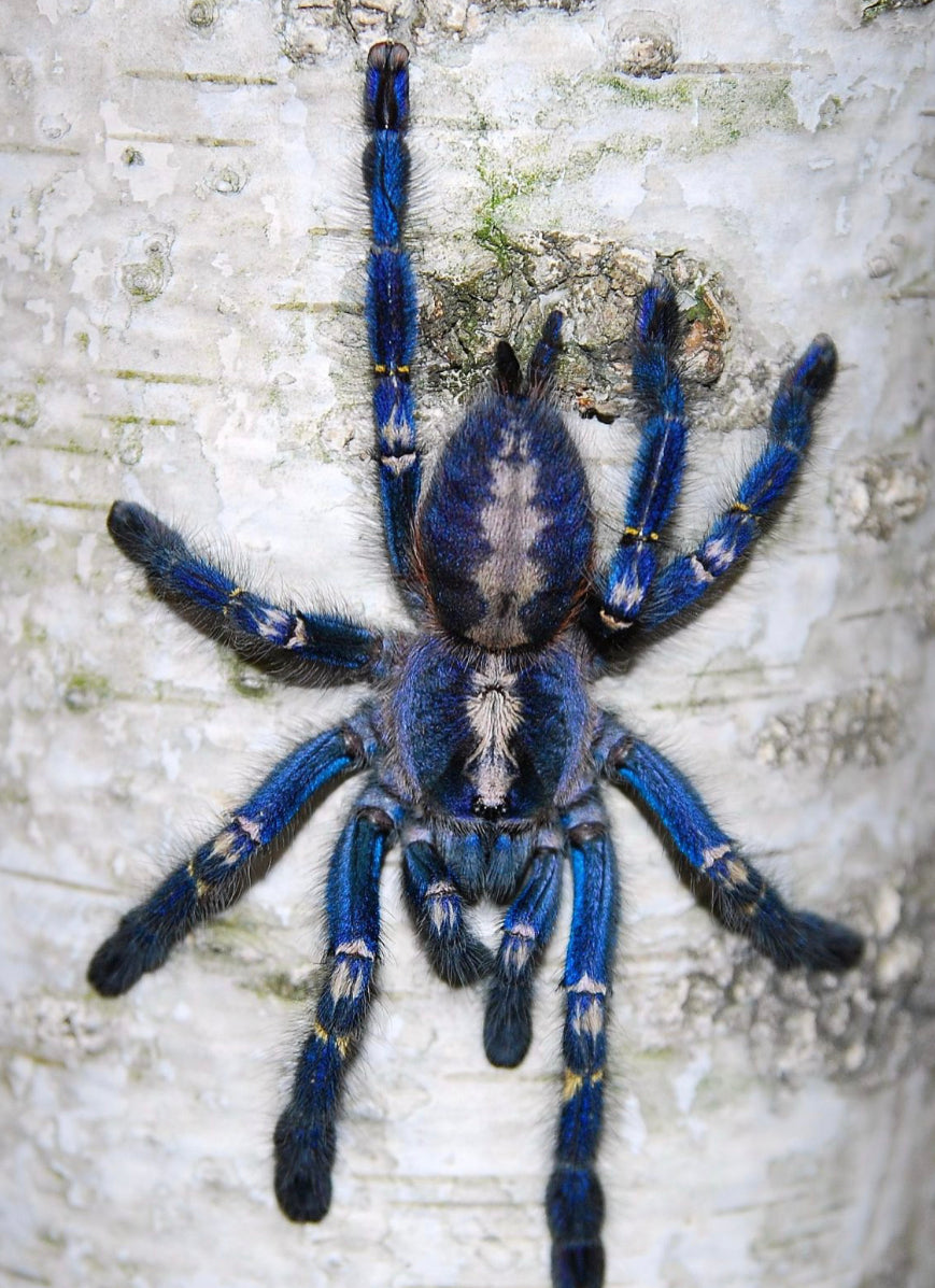 Poecilotheria Metallica (Gooty Sapphire Ornamental)