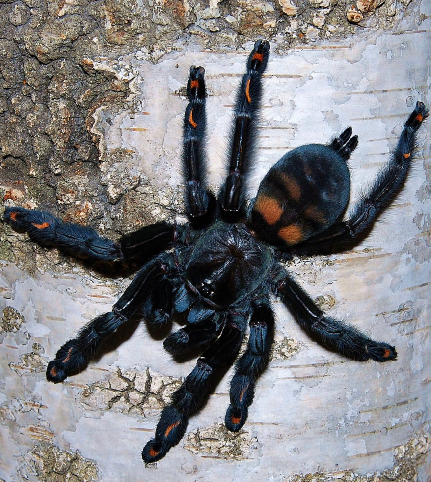 Psalmopoeus Irminia (Venezuelan Suntiger)