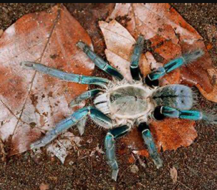 Cyriopagopus Lividus "Green Femur" ( Cobalt Blue Green Femur)