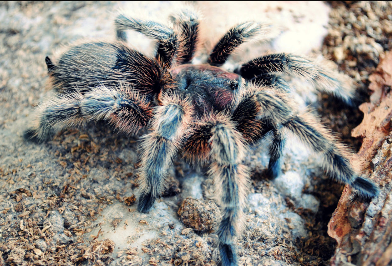 Grammostola Porteri ( Common Rose Hair)