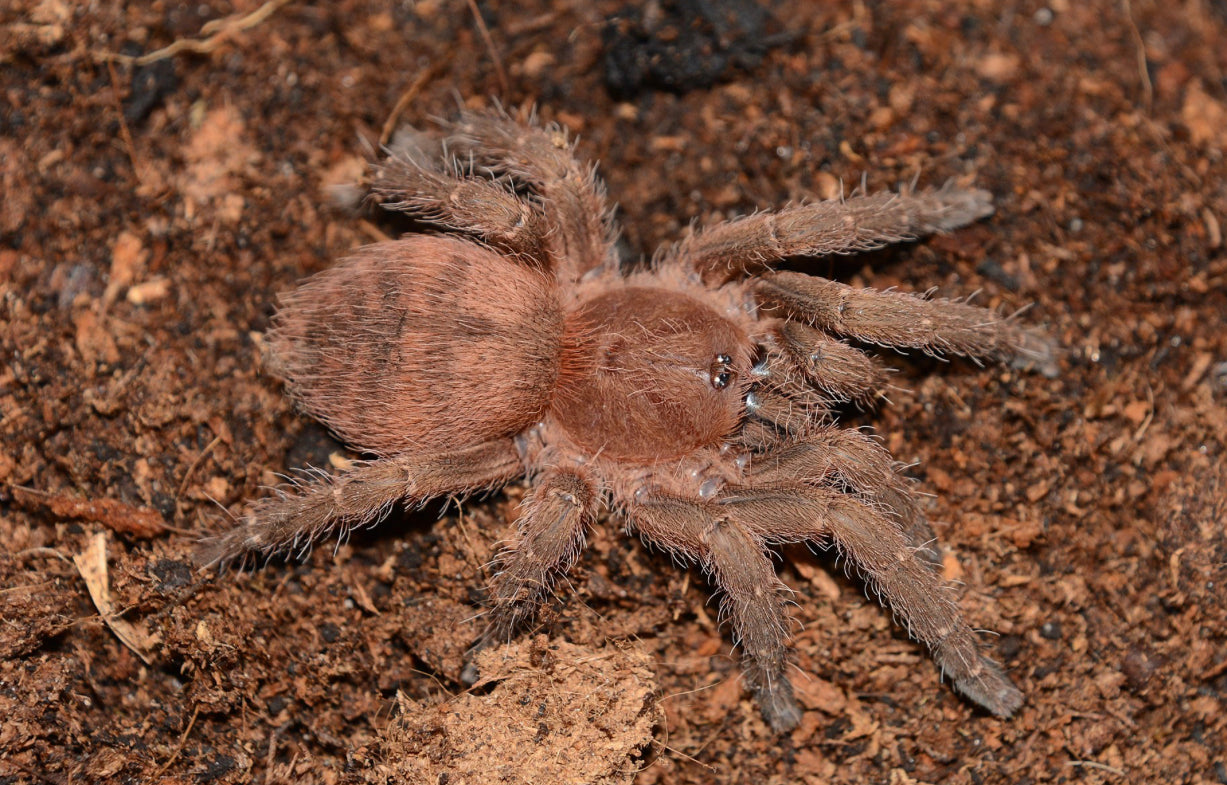 Neichnocolus Iquitos (Peruvian Sunburst)