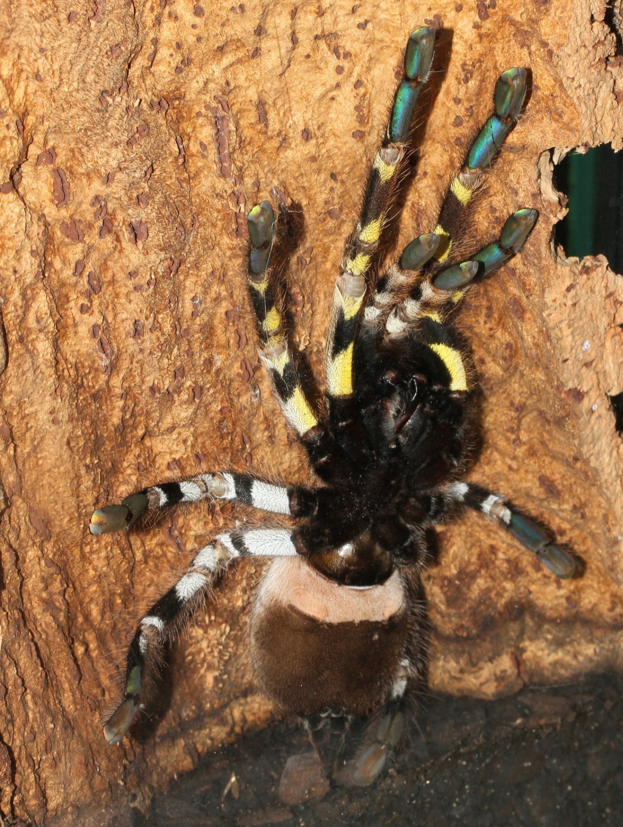 Poecilotheria Regalis (Indian Ornamental)