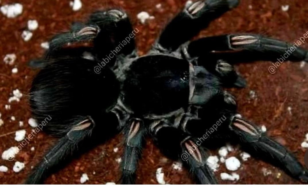 Ornithoctonus sp. South Chumphon
