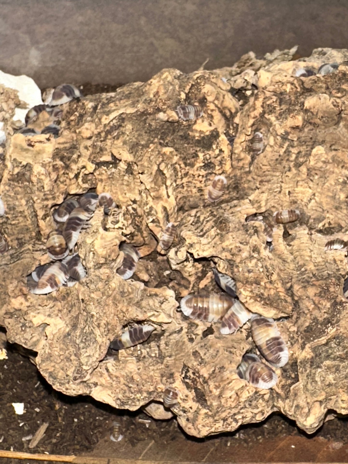 Cubaris sp. Cappuccino