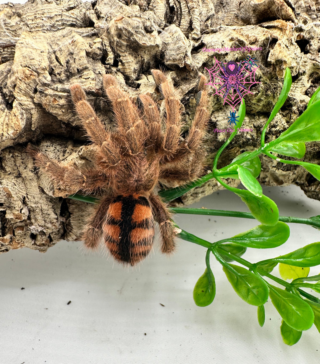 Avicularia Minatrix (Venezuelan Redstripe Pinktoe)