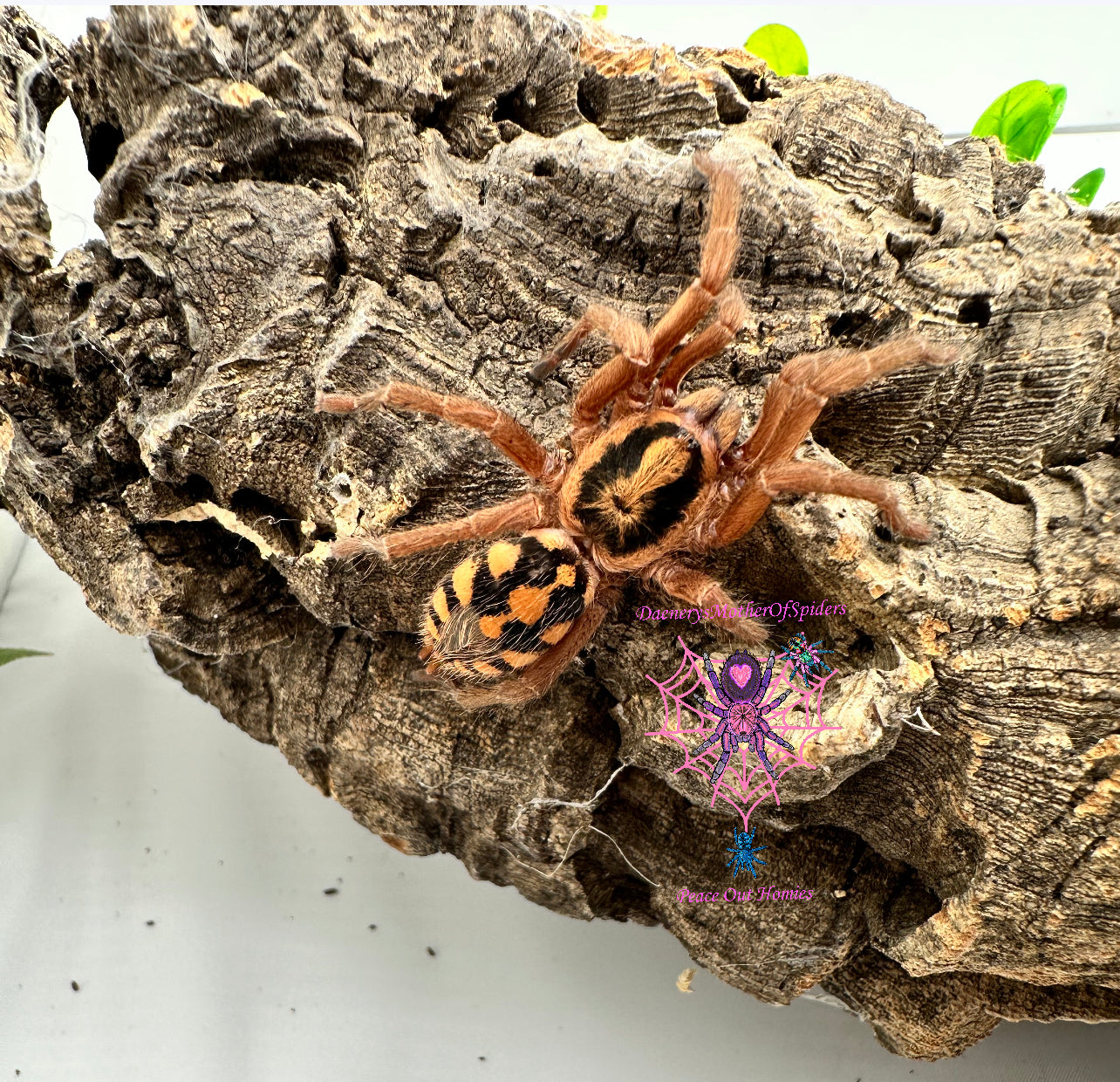 Hapalopus sp Formosus Large (Pumpkin Patch)