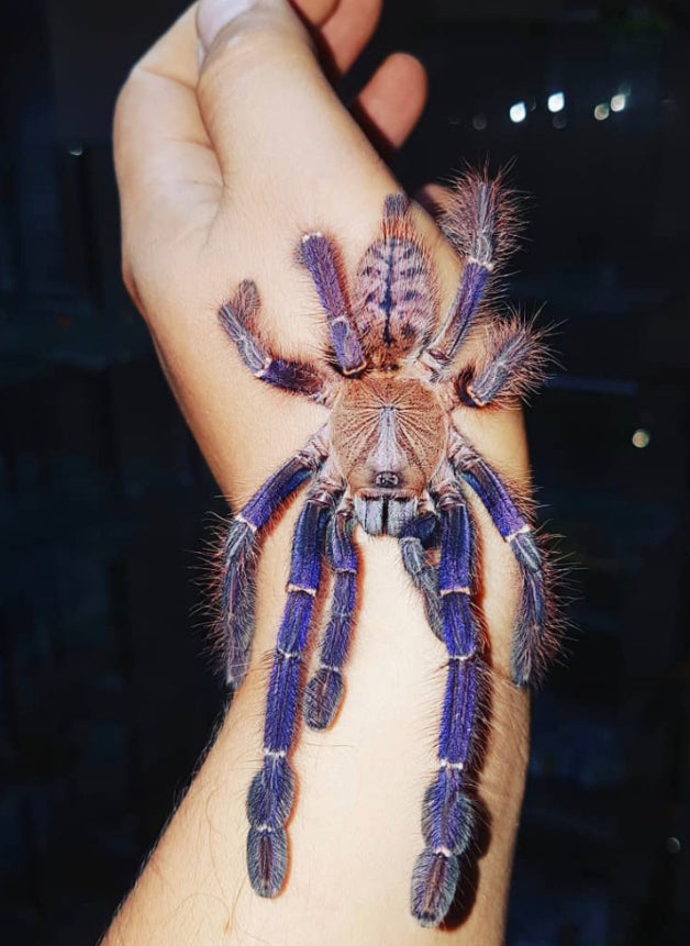 Phormingochilus sp. Sabah Blue