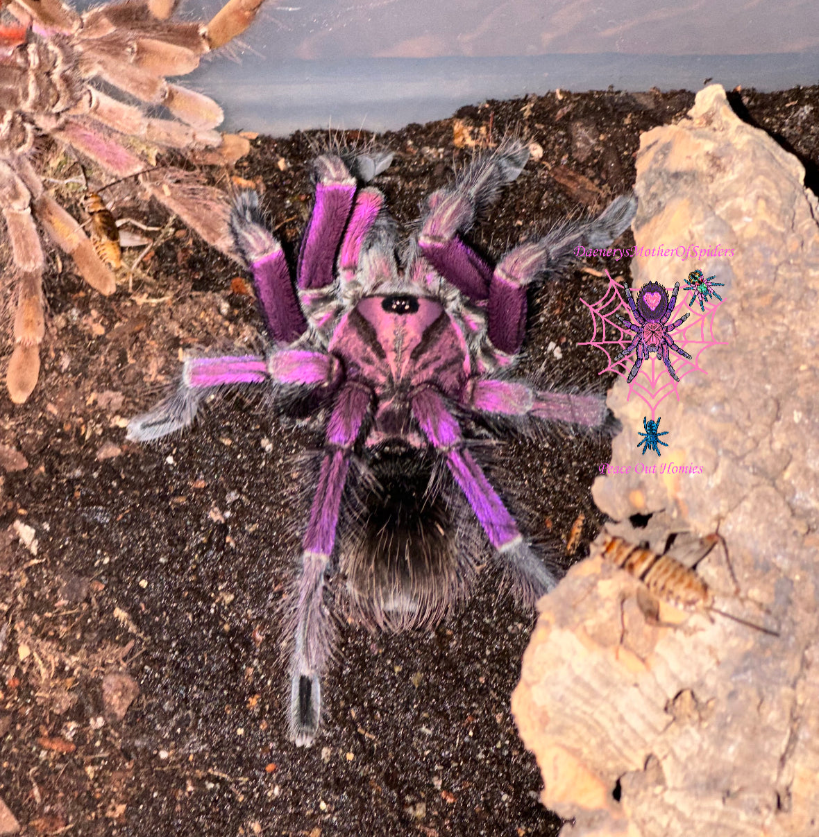 Pamphobeteus sp. Machala (Ecuador Purple Bloom)
