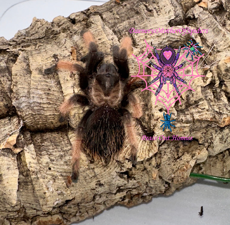 Brachypelma Emilia (Mexican Red Leg)