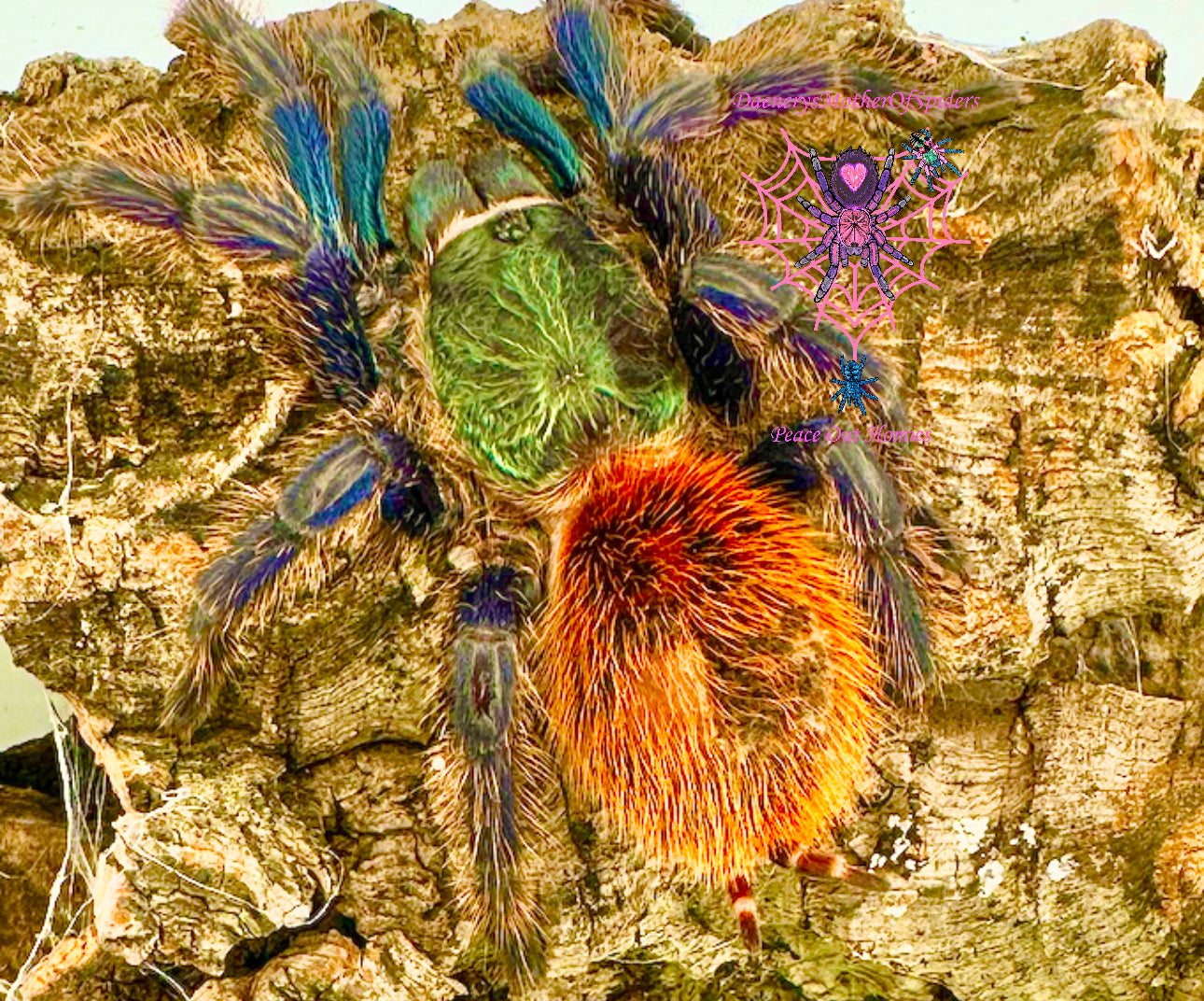Chromatopelma Cyaneopubescens (Green Bottle Blue)