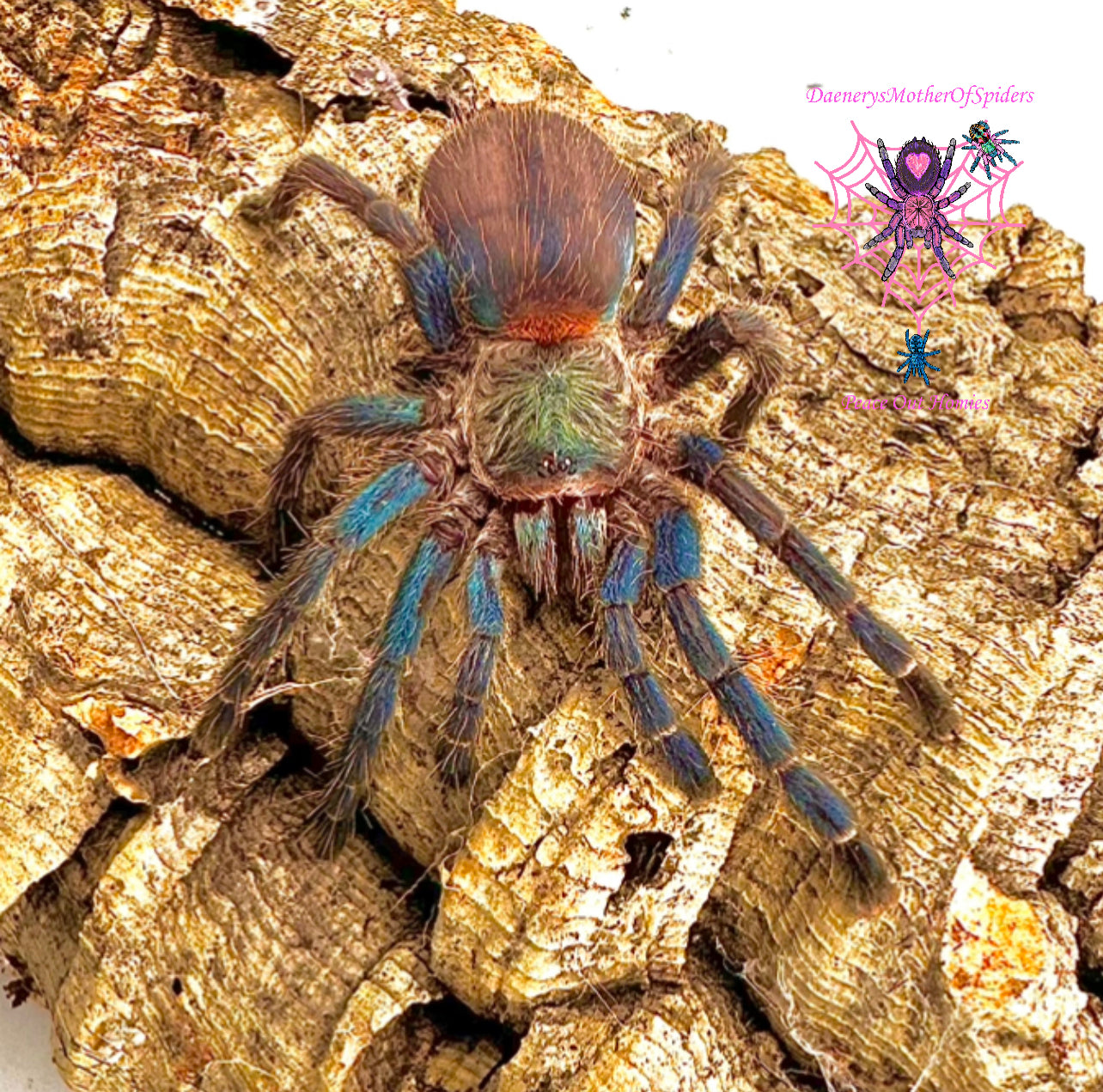 Dolichothele Diamantinensis (Brazilian Blue Dwarf Beauty)