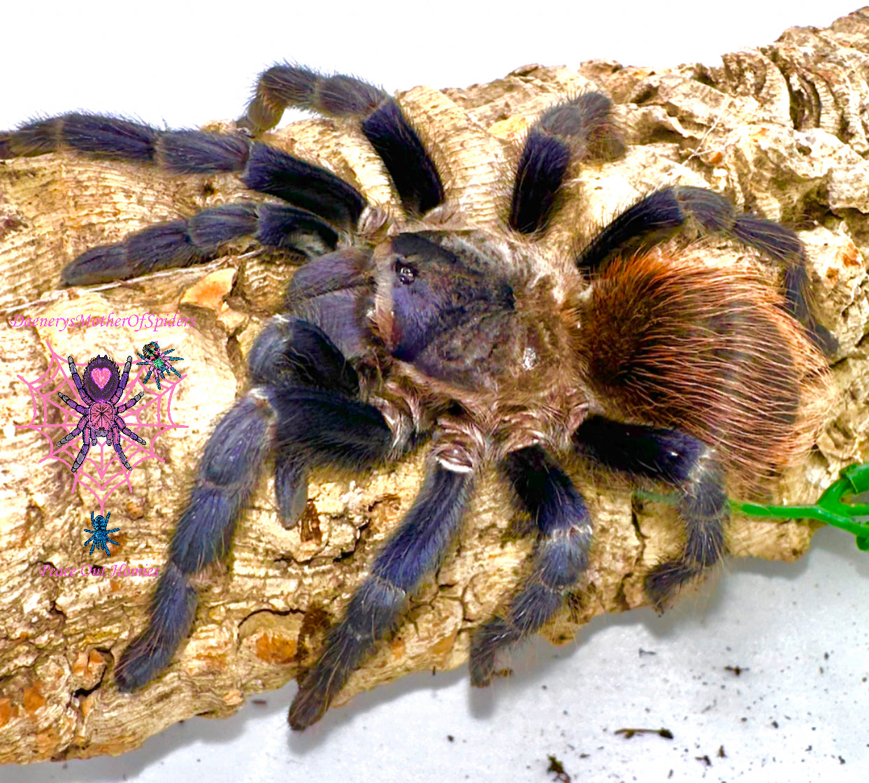 Lasiocyano Sazimai (Brazilian Blue)