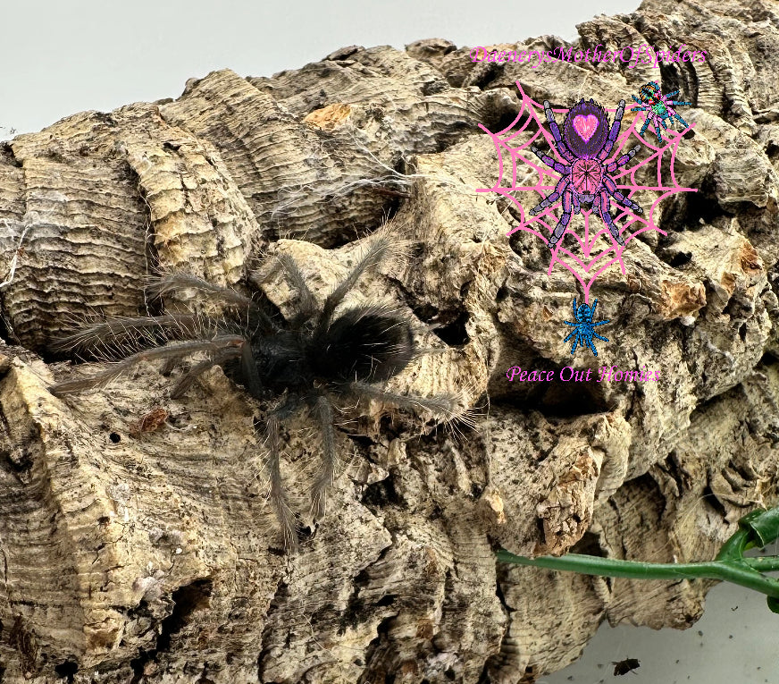 Xenesthis sp Blue (Columbian Lesserblue)