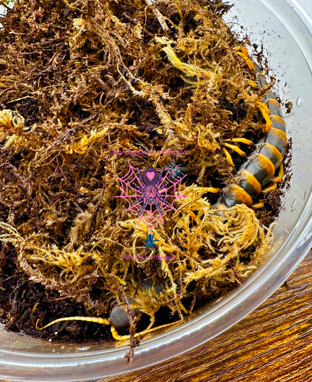 Scolopendra sp. Sulawesi Pieceoflava