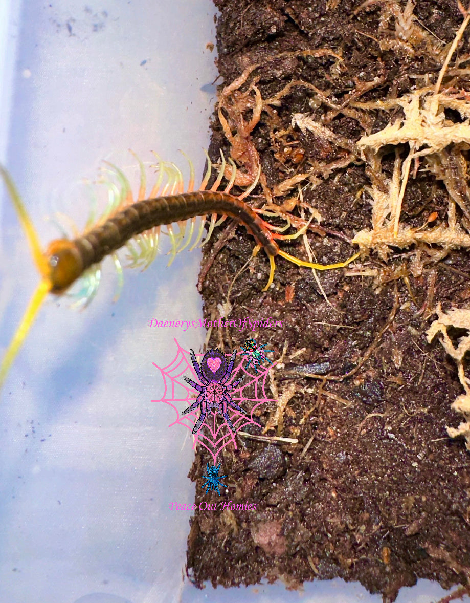 Scolopendra sp. Celebes Flame Leg
