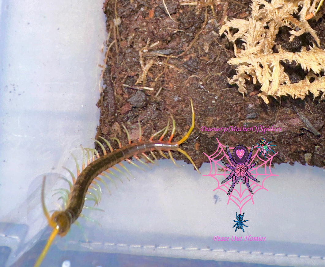 Scolopendra sp. Celebes Flame Leg
