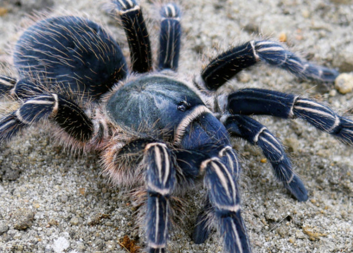 Aphonopelma Seemanni (Costa Rican Zebra, Stripe Knee)