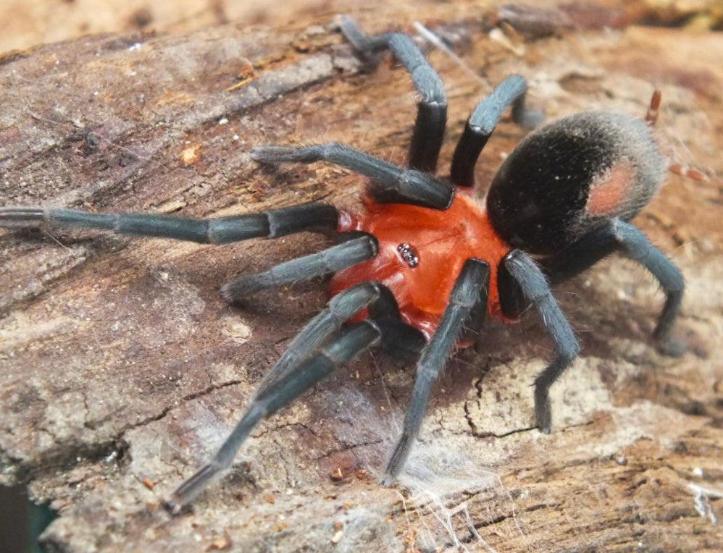 Bumba Horrida ( Brazilian Red Head)