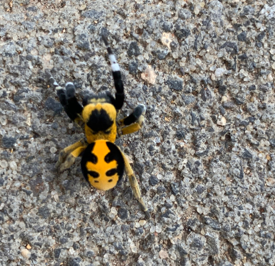 Eresus Albopictus ( Velvet Spider)