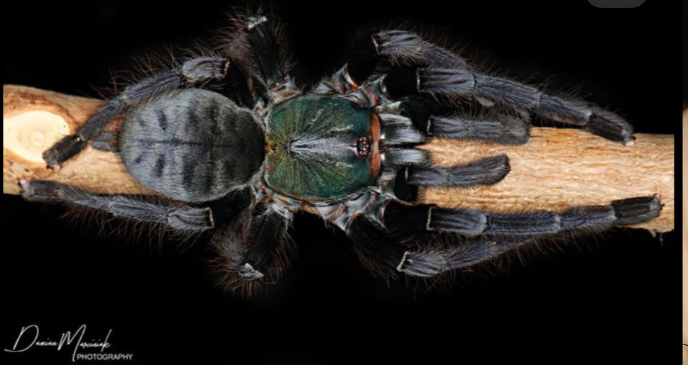 Cyriopagopus sp. Valhalla ( Emerald Shadow Tree Spider)