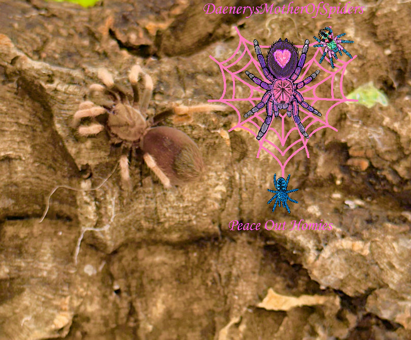 Aphonopelma Bicoloratum (Mexican Blood Leg Tarantula)