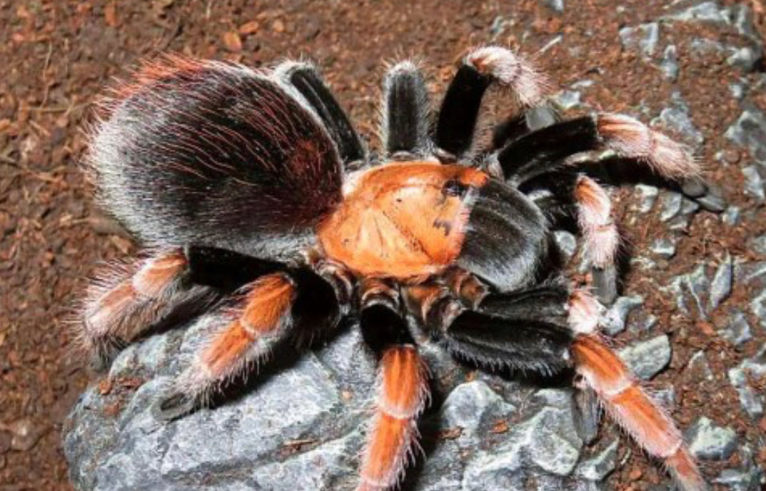 Aphonopelma Bicoloratum (Mexican Blood Leg Tarantula)