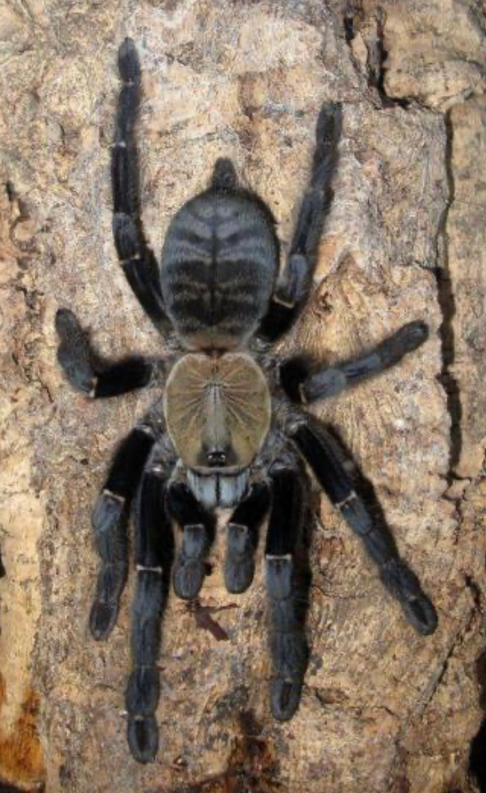 Cyriopagopus sp. Sumatran Tiger ( Sumatran Earth Tiger)