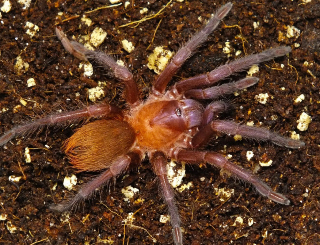 Citharacanthus Cyaneus (Orange Violet Dwarf)