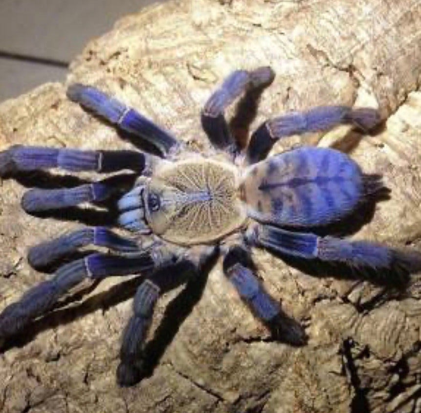 Cyriopagopus sp. Hati Hati ( Bornean Purple Earth Tiger)