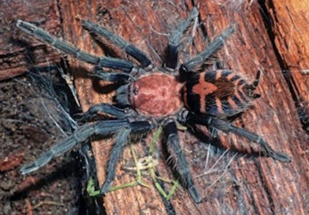 Davus Pentaloris (Guatemalan Tiger Rump)