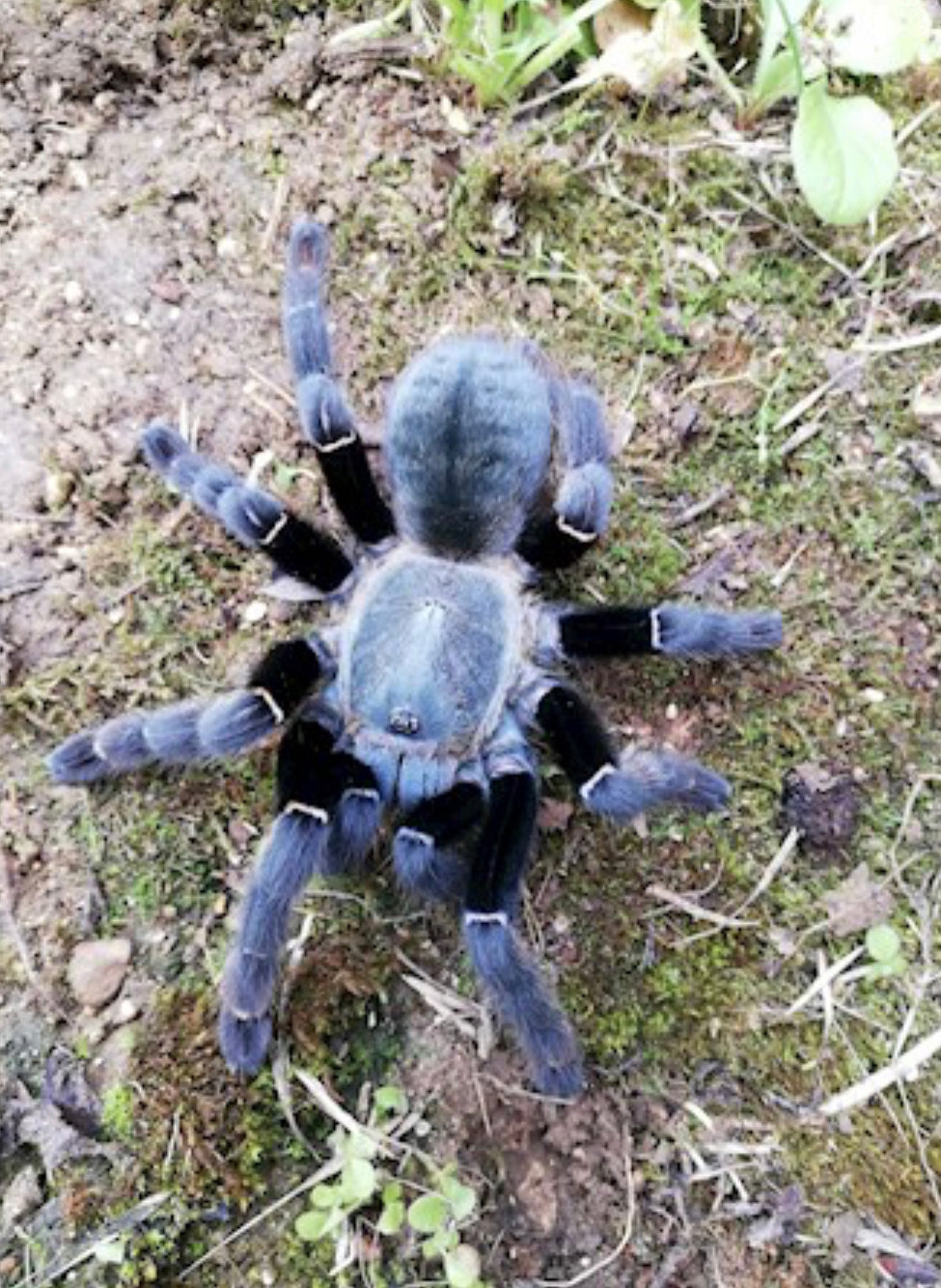 Ornithoctoninae sp. Khao Sok (Khao Sok Earth Tiger)