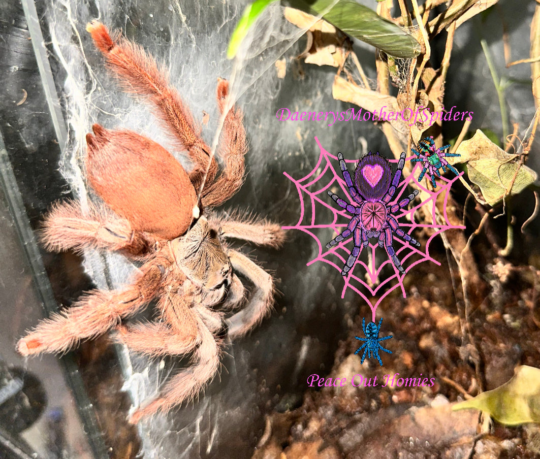Amazonius Germani
(Orange Tree Spider)