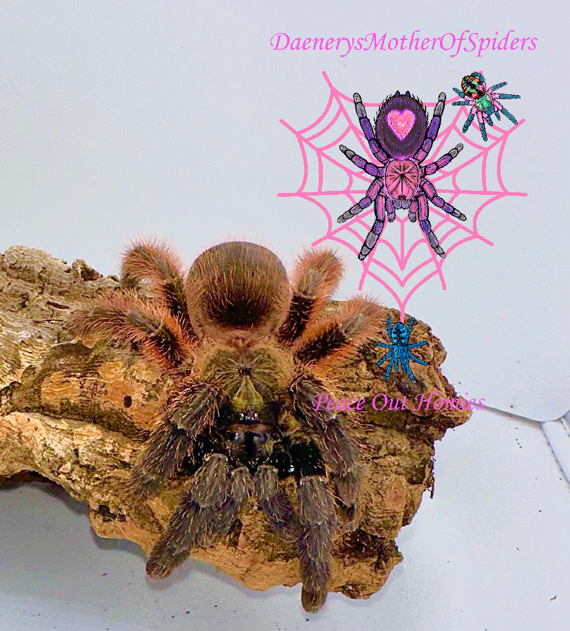 Psalmopoeus Victori (Darth Maul Tarantula)
