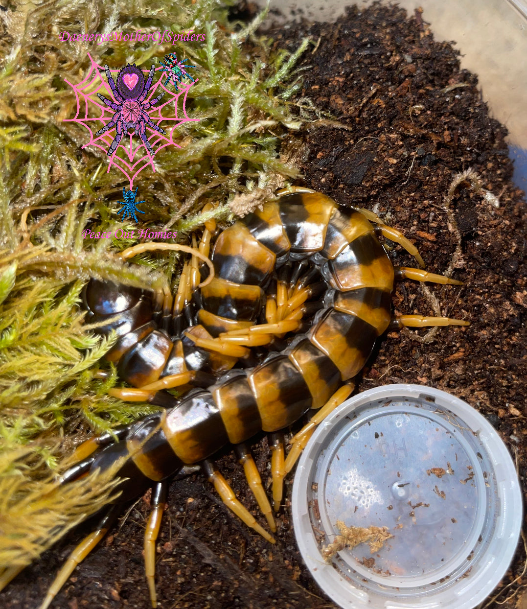 Scolopendra sp. Sulawesi Pieceoflava