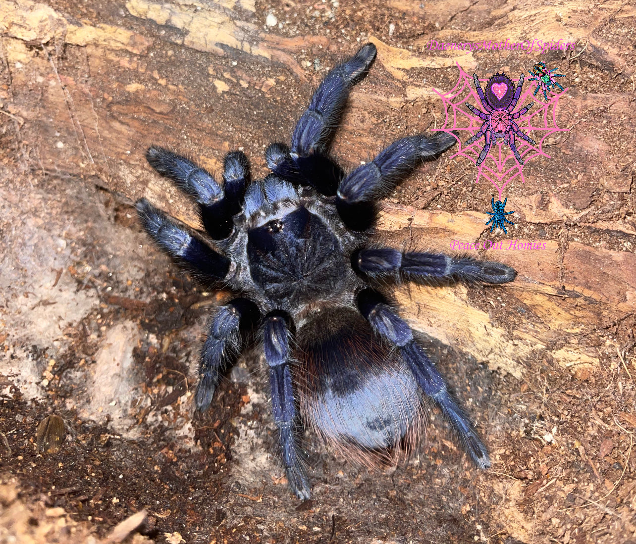 Lasiocyano Sazimai (Brazilian Blue)