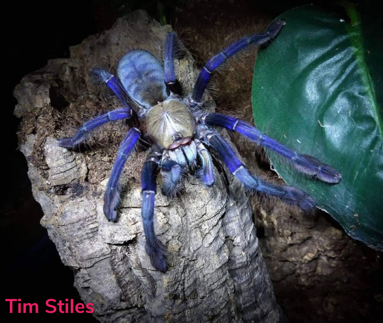 Omothymus Violaceopes (Singapore Blue)