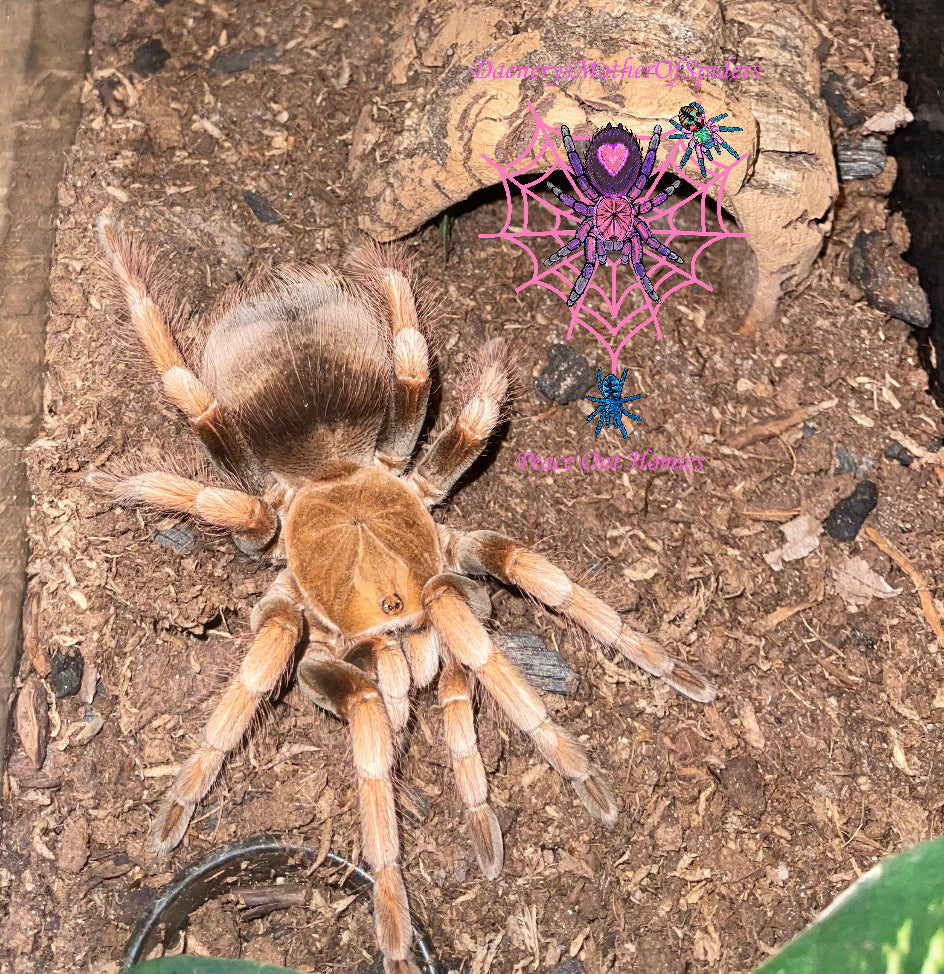 Pamphobeteus sp. Mascara (Mascara Giant Birdeater)