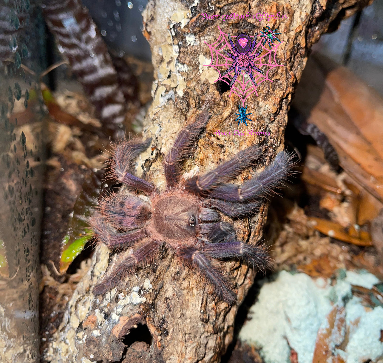 Phormingochilus sp. Sabah Blue