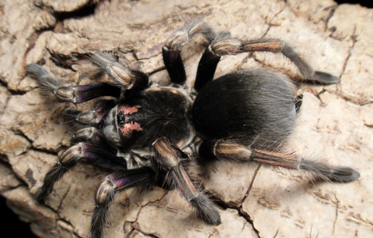 Pamphobeteus Ultramarines (Ecuadorian Birdeater)