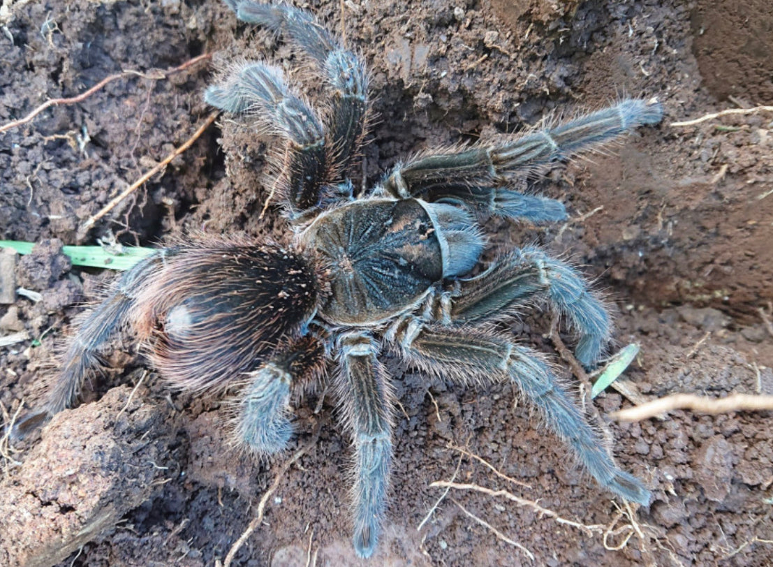Phormictopus Sierra