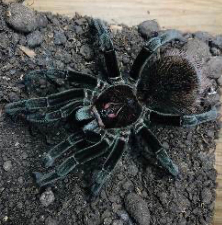 Pamphobeteus sp. Cascada