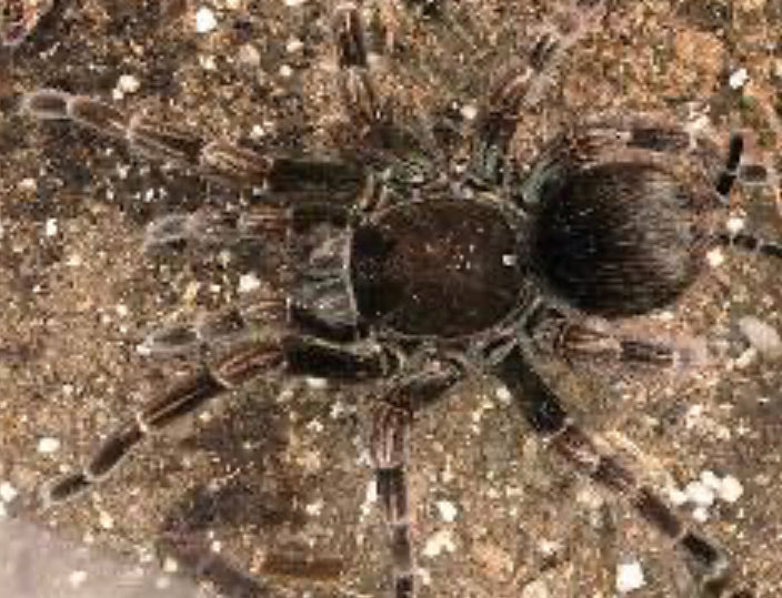 Pamphobeteus Platyomma (Pink Bloom)