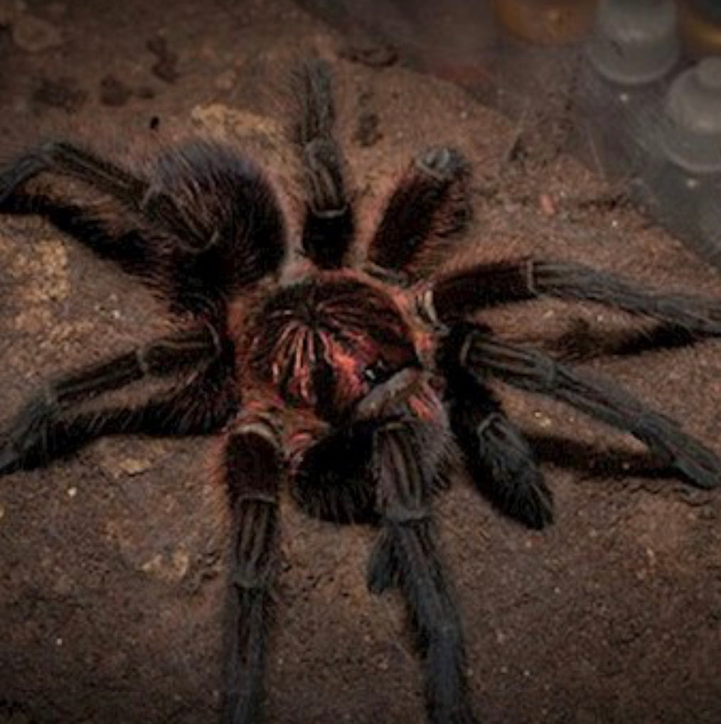 Phormictopus Cancerides (Hispaniolan Giant)