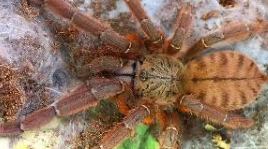 Phormingochilus sp Rufus (Peach Earth Tiger)