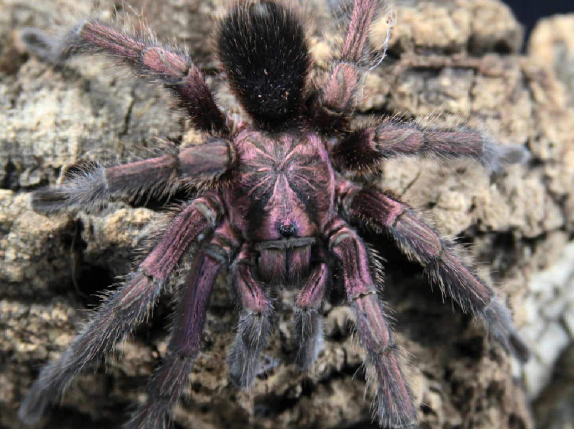 Phormictopus Atrichomatus (Red Island Birdeater)