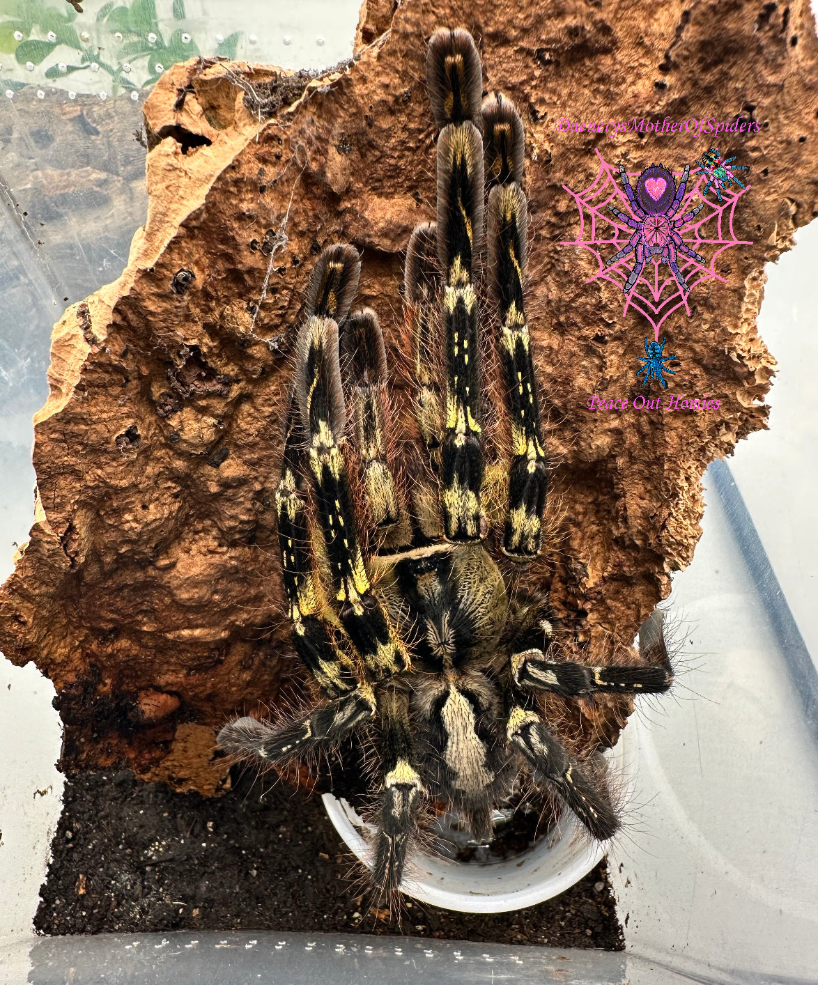 Poecilotheria Ornata (Fringed Ornamental)