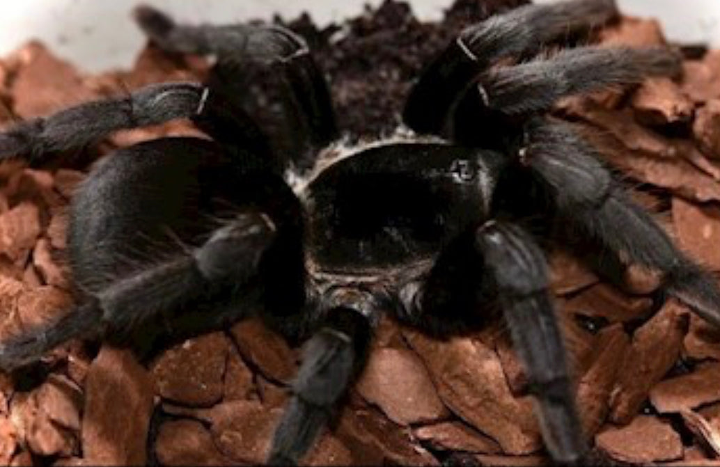 Ornithoctonus sp. South Chumphon
