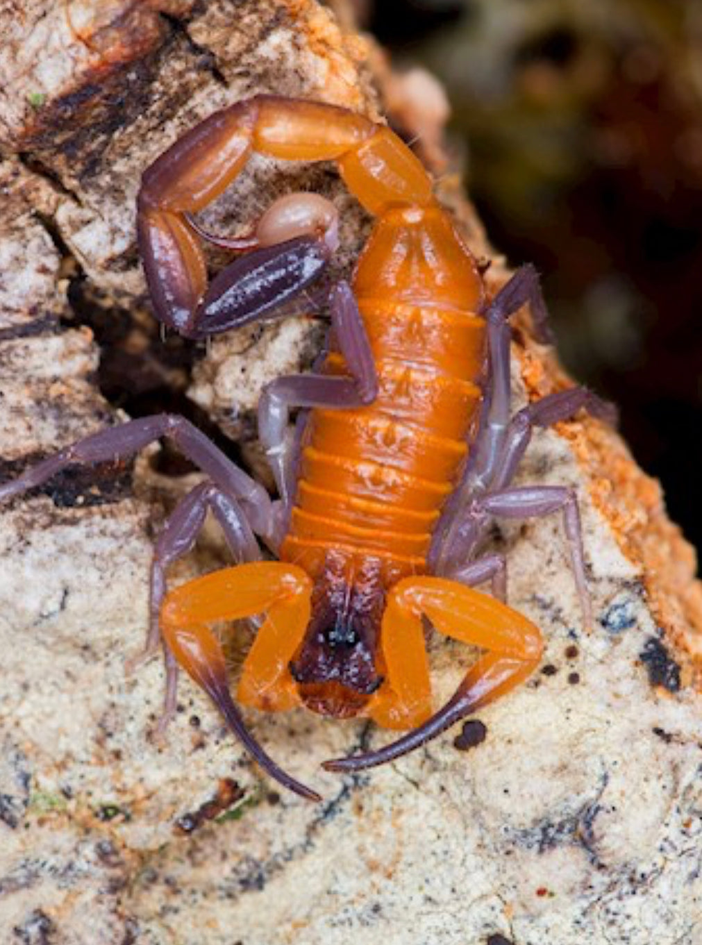 Heteroctenus Rhopalurus Junceus